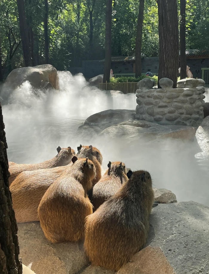 Hình nền capybara dáng yêu