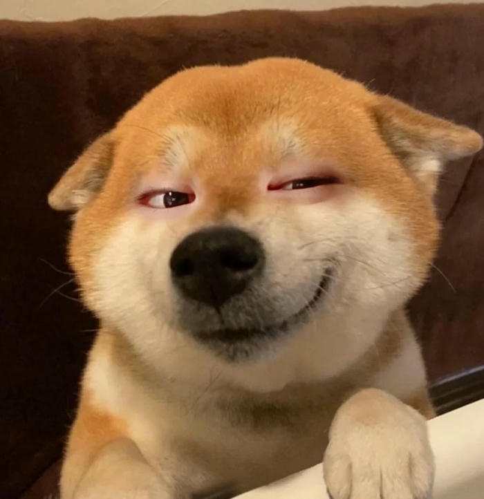 ảnh bựa hài chó