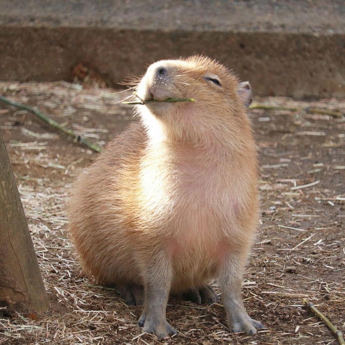 ảnh capybara