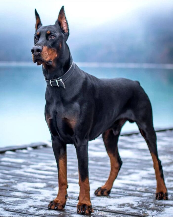 ảnh chó doberman ngầu