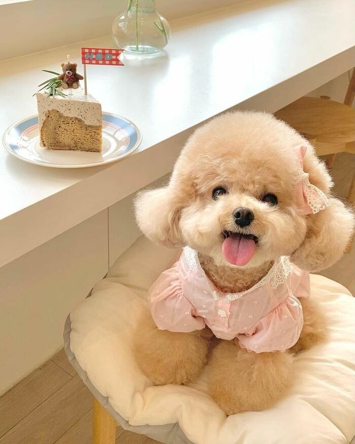 ảnh chó poodle