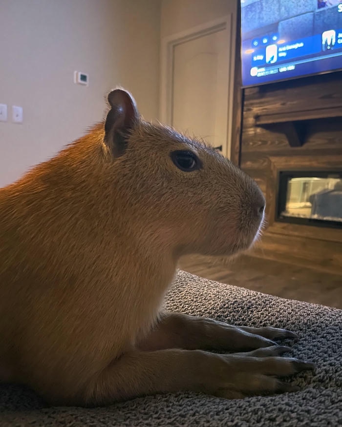 capybara hình nền