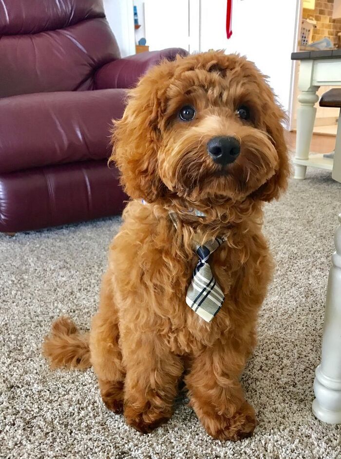 hình ảnh chó poodle