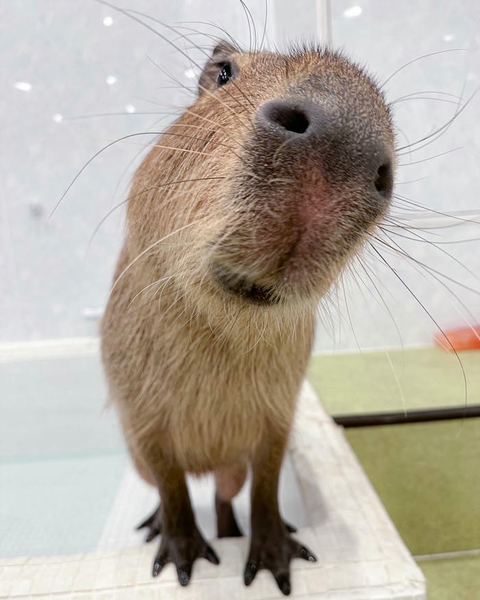 hình capybara