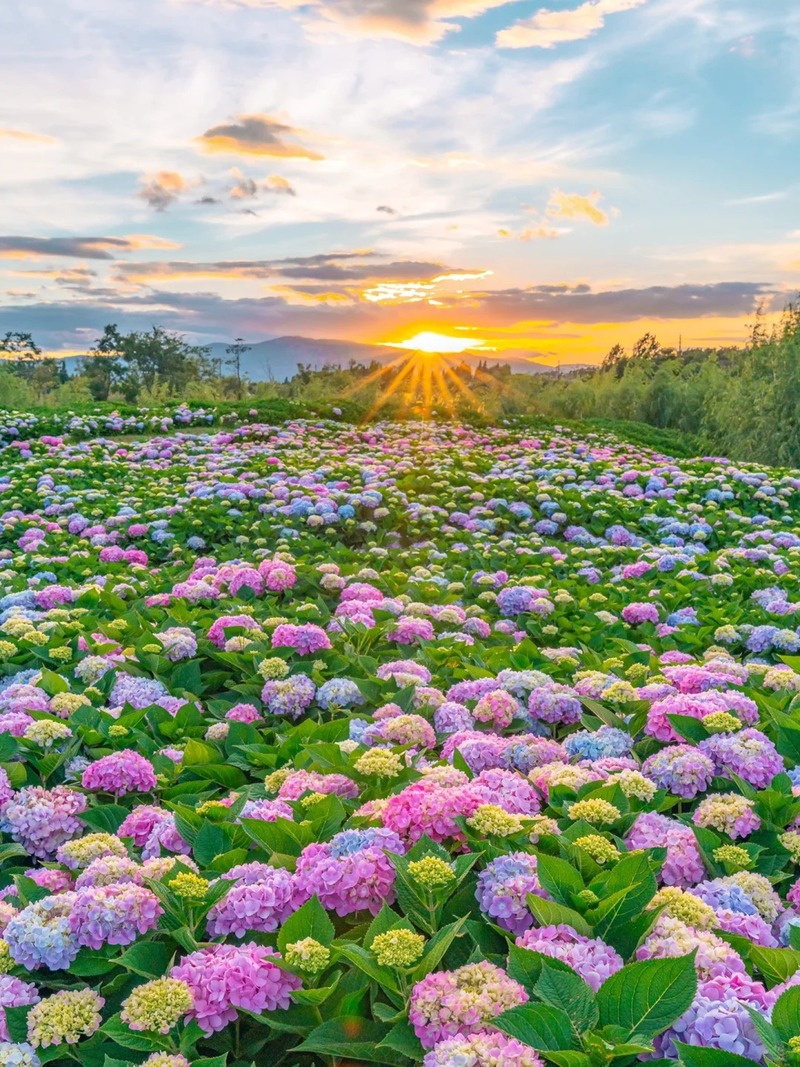 hình nền bông hoa đẹp