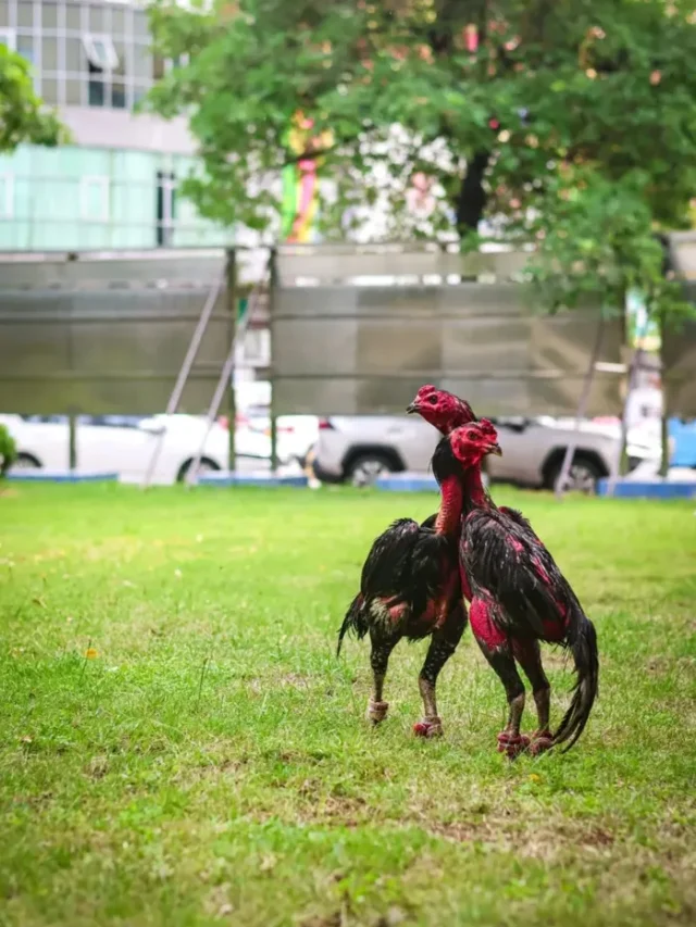 Tuyển chọn 99+ hình ảnh gà chọi chiến đẹp, độc đáo & ấn tượng