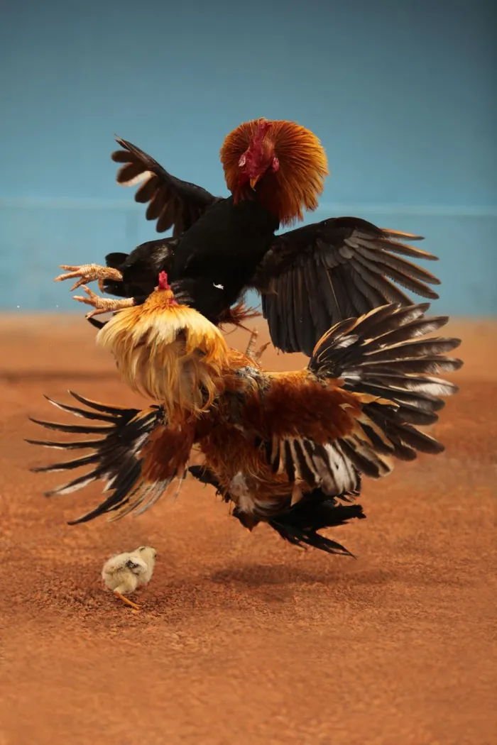 gà chọi đánh nhau